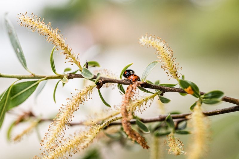 Trauung-Haus-am-See-Fischbach-Hochzeitsfotograf-Friedrichshafen-K42-6