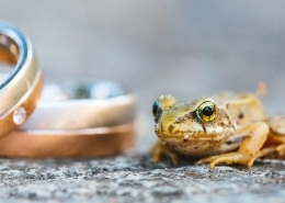 Hochzeit Frosch