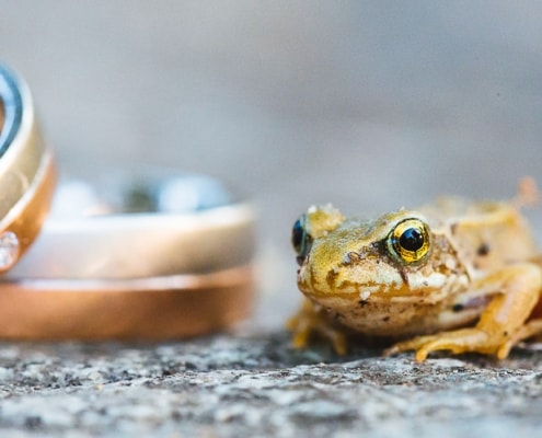 Hochzeit Frosch