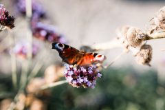 Tagpfauenauge auf Blüte im Hopfengut No20 Tettnang