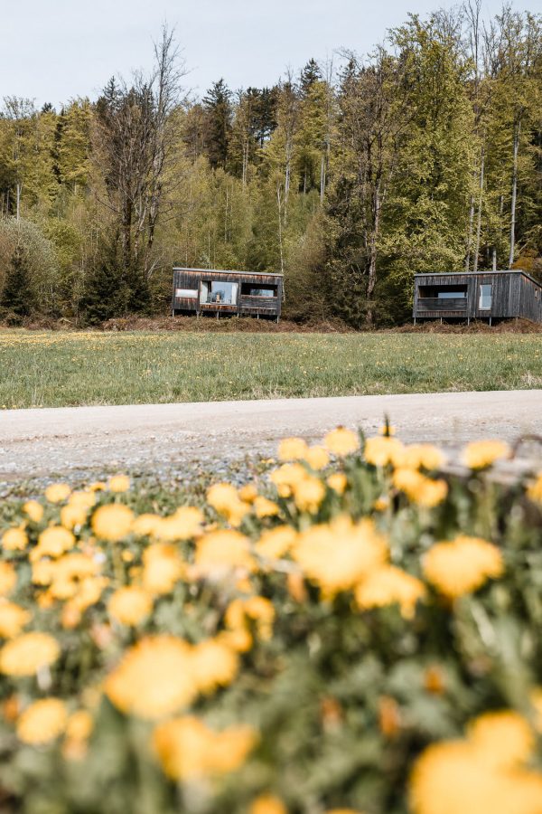 Moderne Holzhütten und blühender Löwenzahn auf der Gutsalm Harlachberg