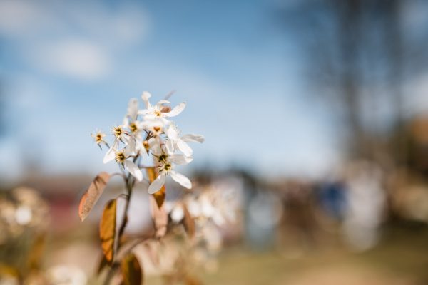 Weiße Blüte bei der Hochzeit auf der Gutsalm Harlachberg