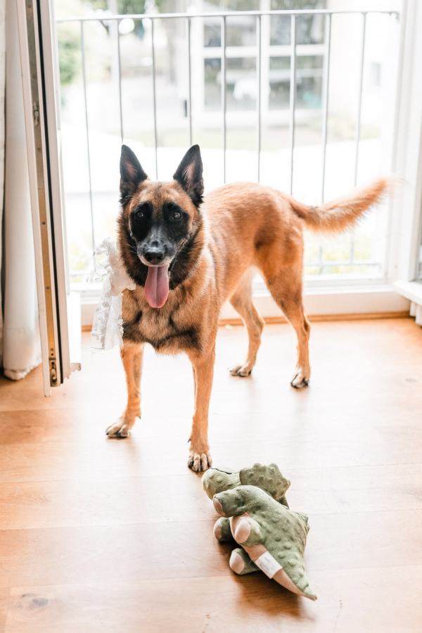 Belgischer Schäferhund mit Schleife und Plüsch-Krokodil beim Getting Ready im BadHotel Überlingen