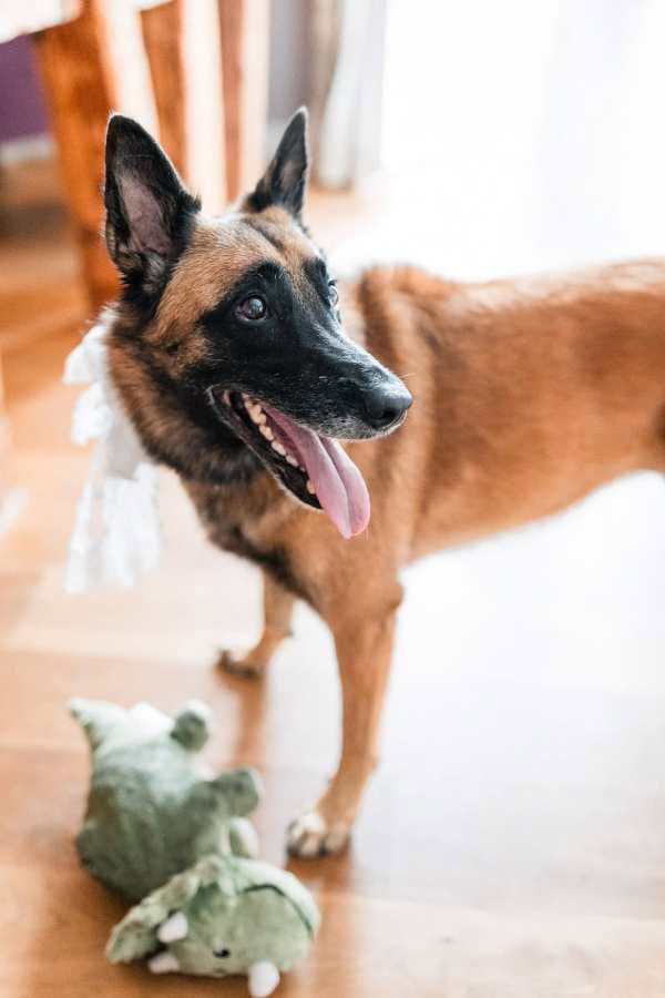 Belgischer Schäferhund mit Schleife und Stoffdinosaurier beim Getting Ready
