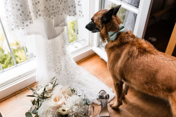 Hund beim Getting Ready der Braut im BadHotel Überlingen