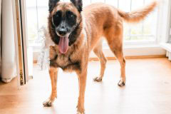 Belgischer Schäferhund mit Schleife und Plüsch-Krokodil beim Getting Ready im BadHotel Überlingen