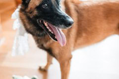 Belgischer Schäferhund mit Schleife und Stoffdinosaurier beim Getting Ready